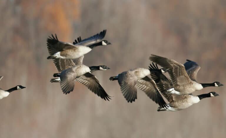 Silhouette goose decoys, horizontal silhouette goose decoys, vertical silhouette goose decoys, goose decoys top down