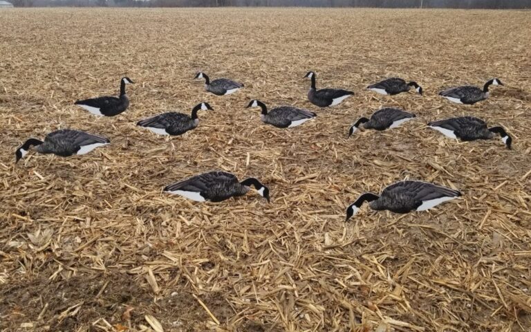 quality silhouette goose decoys, silhouette goose decoys top down, top down silhouette goose decoys, top silhouette goose decoys