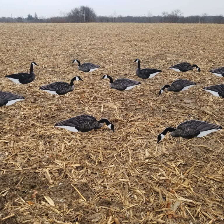 decoys for goose hunting, goose hunting decoys, best goose hunting decoys